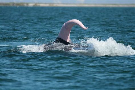 pene de una ballena|La sorprendente longitud del pene de la ballena azul